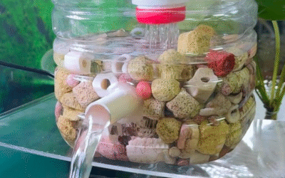 What Is The Best Bio Filter Media For Freshwater Aquarium?