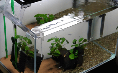 Where Is The Best Place To Put A Sponge Filter In An Aquarium?